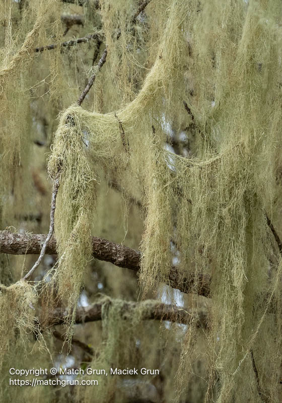 3280-0034-Moss-On-Trees-Bodega-Bay-Harbor