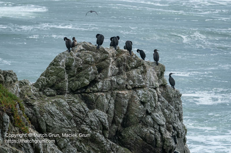 3281-0009-Cormorants-On-Rock-Bodega-Bay-Head