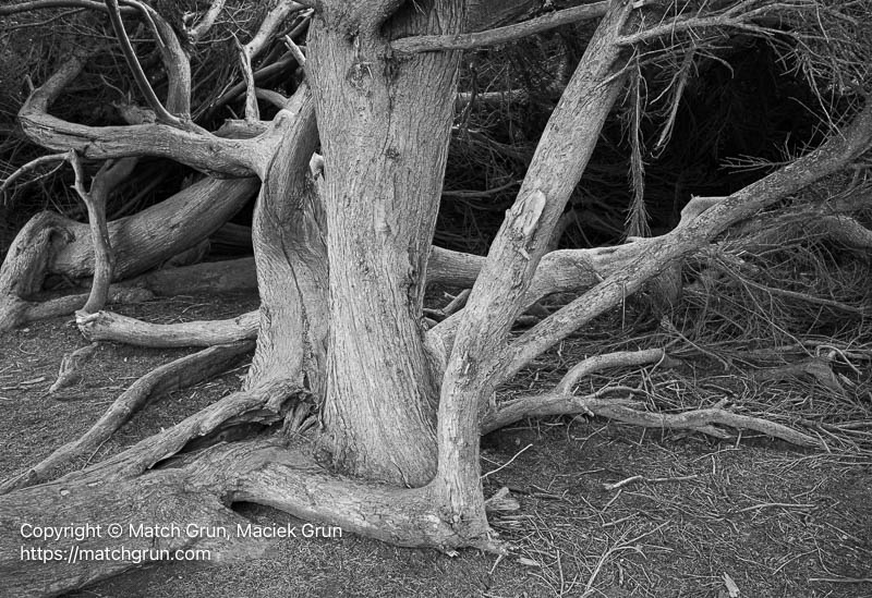 3281-0018-Cypress-Trees-Bodega-Bay-Head