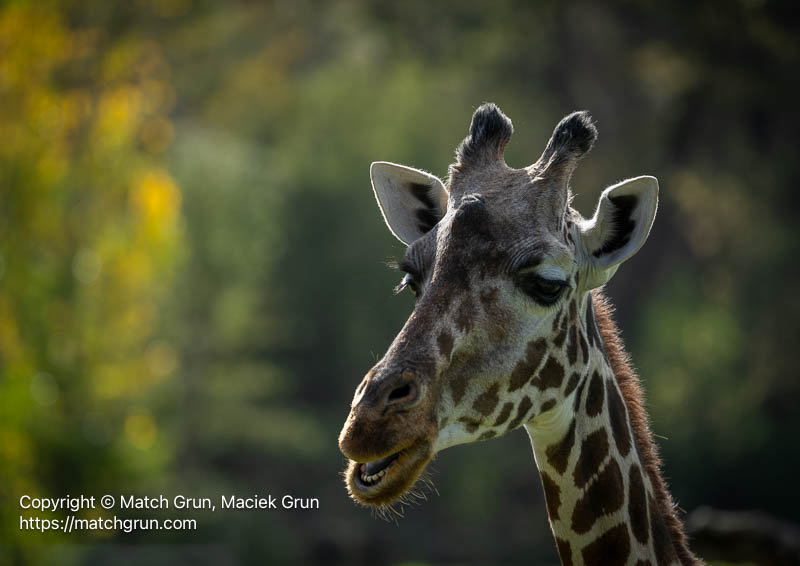 3287-0036-Female-Giraffe-Greeting-Us-Safari-West