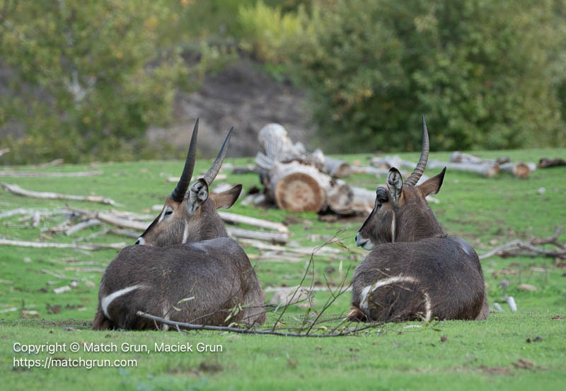 3287-0051-Kids-These-Days-Waterbuck