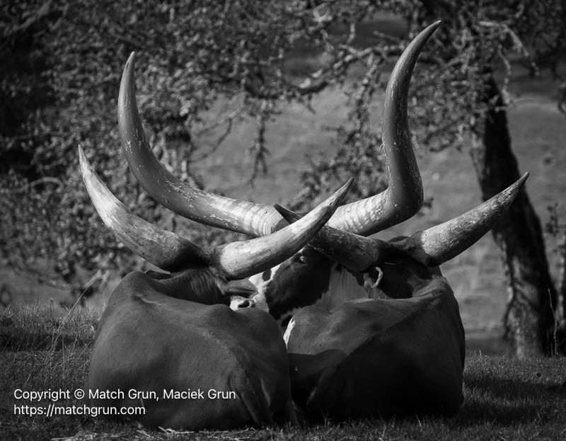 3287-0083-Watusi-Cattle-Safari-West