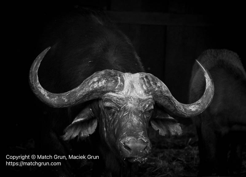 3287-0107-Male-Cape-Buffalo