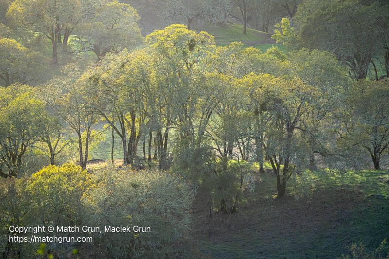 3287-0138-Oak-Forest-On-Rolling-Hills