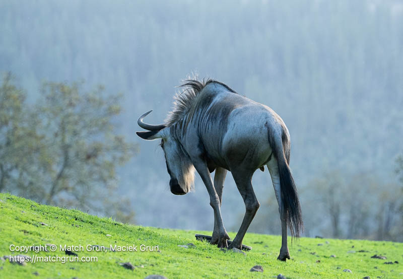 3287-0153-Wildebeest-Walking-Over-Crest-Of-Hill