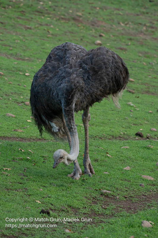 3287-0157-Female-Ostrich-Safari-West