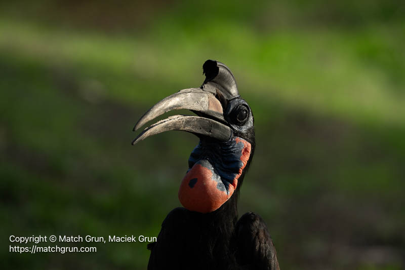 3287-0174-Abyssinian-Ground-Hornbill