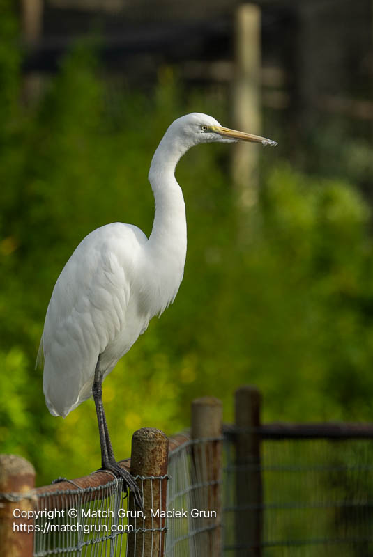 3287-0176-Cattle-Egret-Safari-West