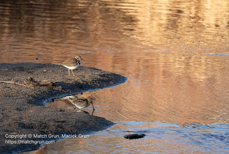 3309-0011-Snipe-With-Kildeer-South-Platte-River