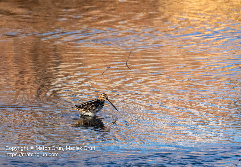3309-0014-Wilsons-Snipe-South-Platte-River