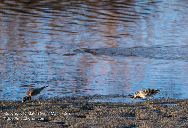3309-0032-Snipe-And-Kildeer-Foraging