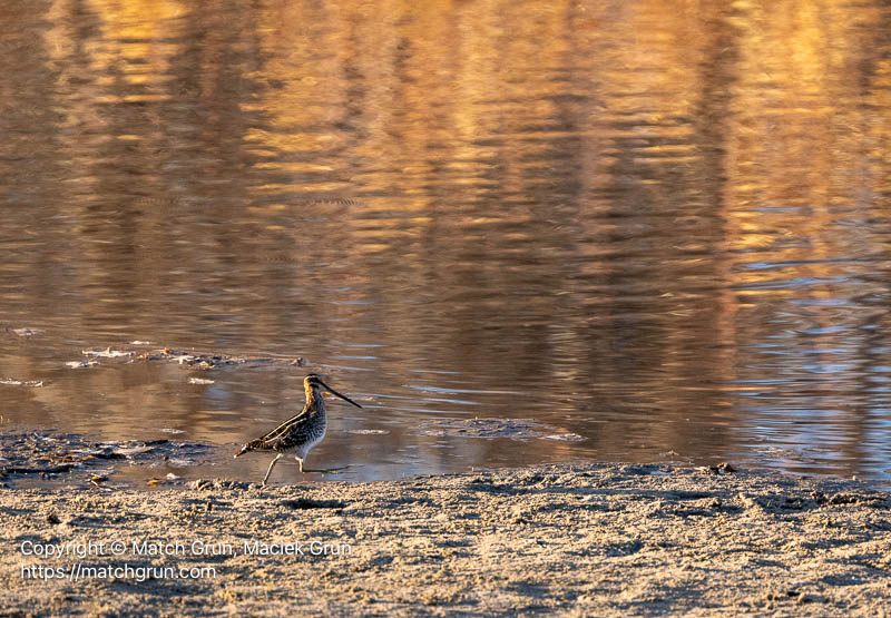 3309-0051-Wilsons-Snipe-No-2-South-Platte-River