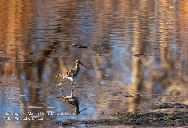 3309-0055-Wilsons-Snipe-No-2-At-River-Shore