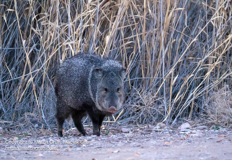 3316-0006-Javalina-At-Roadside-Bosque-Del-Apache