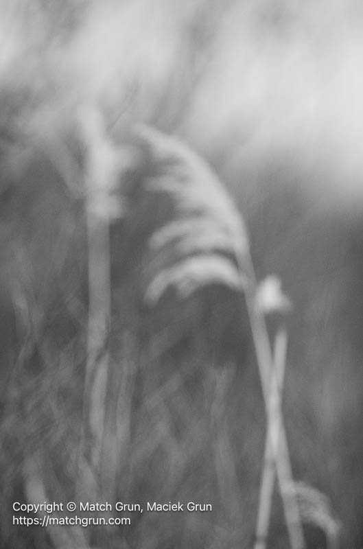 3316-0051-Blurred-Grasses-Bosque-Del-Apache