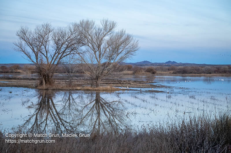 3317-0401-Bosque-Del-Apache-Pond-Reflections