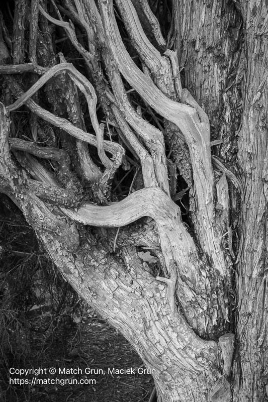 3323-0009-Gnarly-Tree