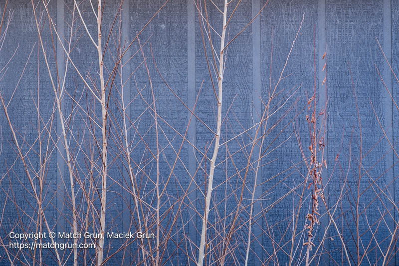 3333-0004-Branches-Against-Blue-Wall