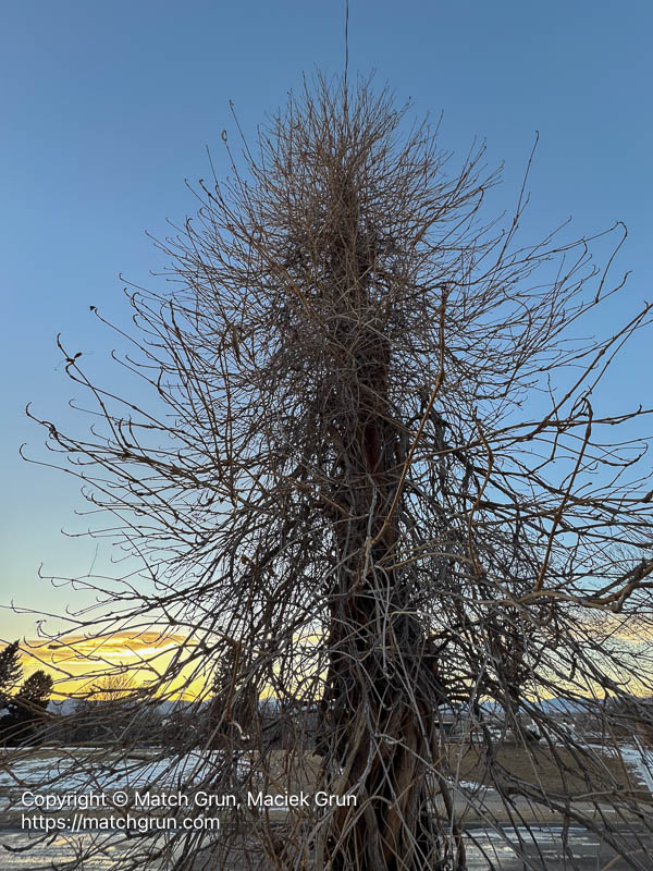 ip15-0024-Tangled-Streetlamp-Pole