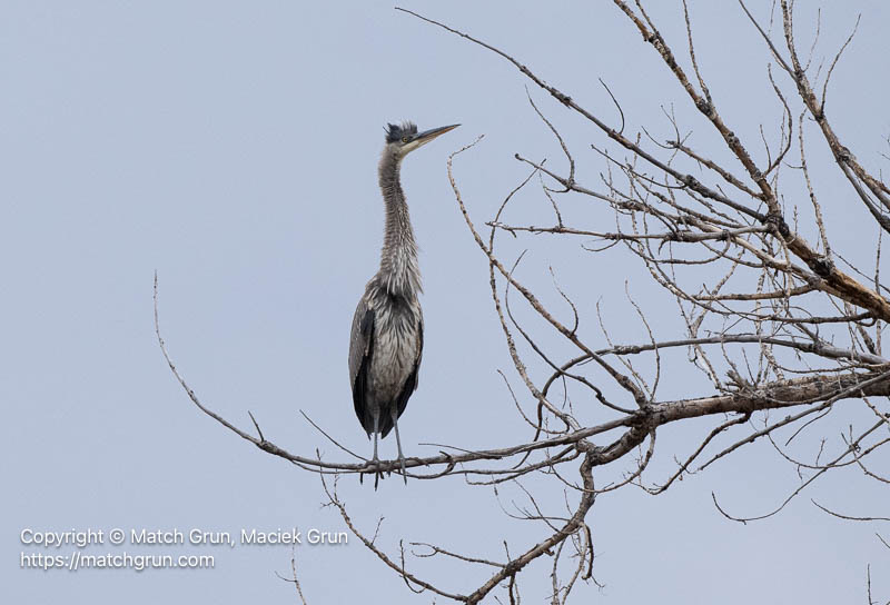 3338-0011-Great-Blue-Heron-Perched-No-1-South-Platte