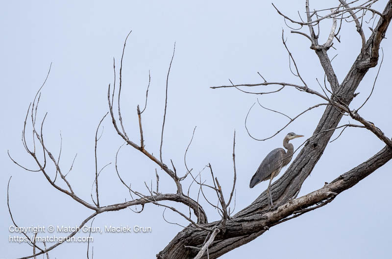3338-0032-Great-Blue-Heron-Perched-No-3-South-Platte