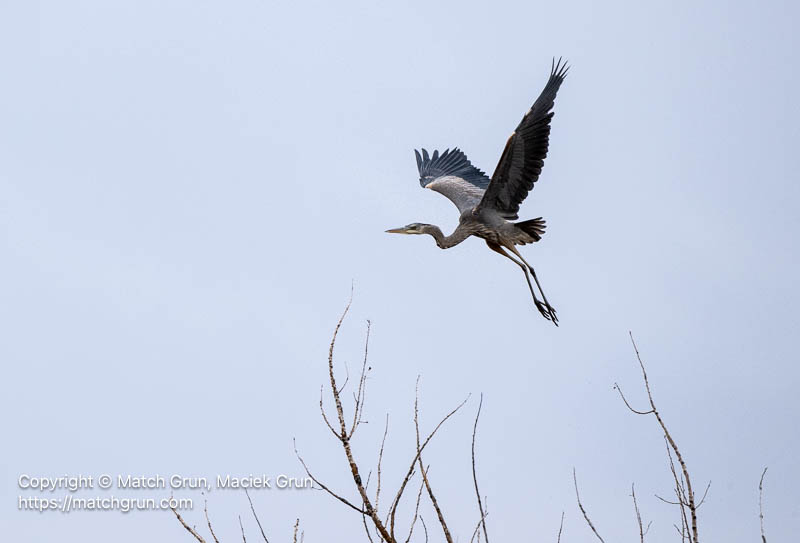 3338-0039-Great-Blue-Heron-No-3-Taking-Flight