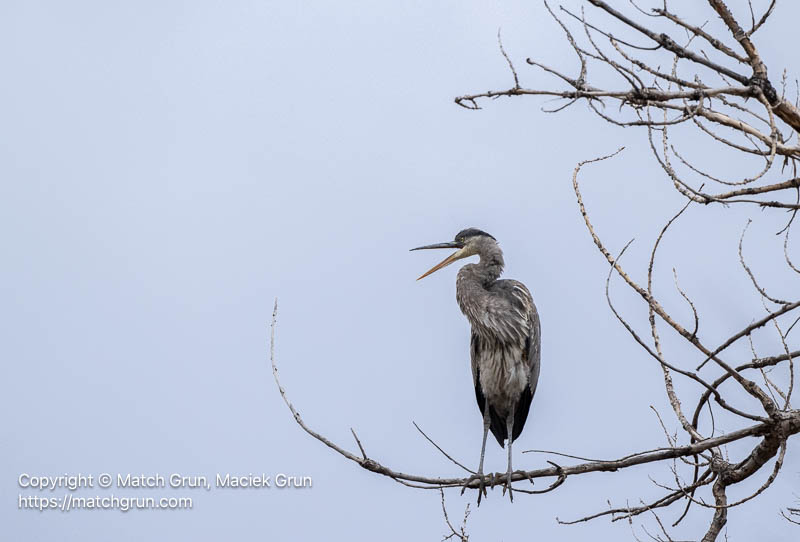 3338-0052-Great-Blue-Heron-No-1-Calling