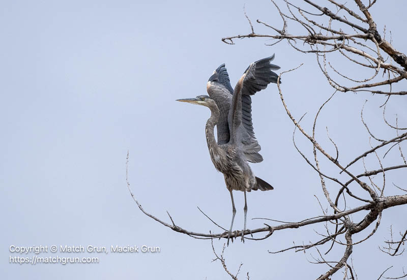 3338-0068-Great-Blue-Heron-Taking-Flight