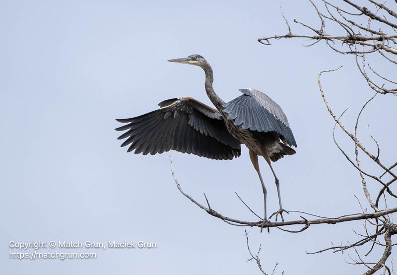 3338-0069-Great-Blue-Heron-Taking-Flight