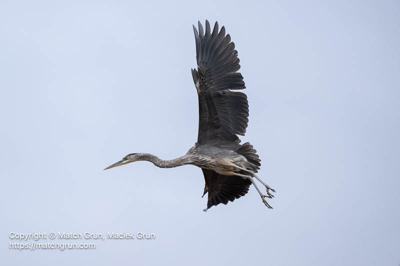 3338-0073-Great-Blue-Heron-In-Flight