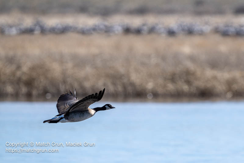 3340-0014-Canada-Goose-In-Flight-Monte-Vista