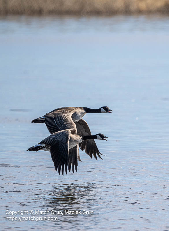 3340-0017-Canada-Geese-Pair-In-Flight-Monte-Vista