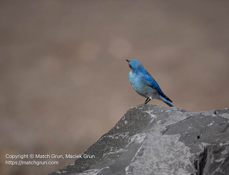 3340-0025-Mountain-Bluebird-Lookout-Monte-Vista-No-1