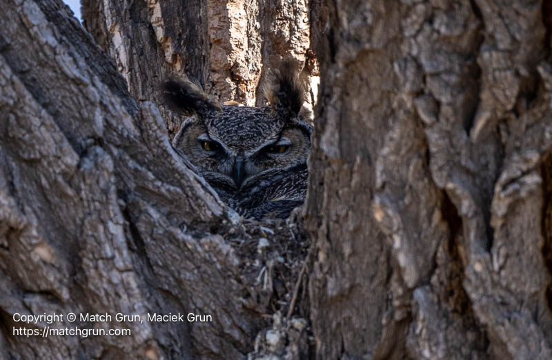 3340-0031-Great-Horned-Owl-On-Nest-Monte-Vista-No-1