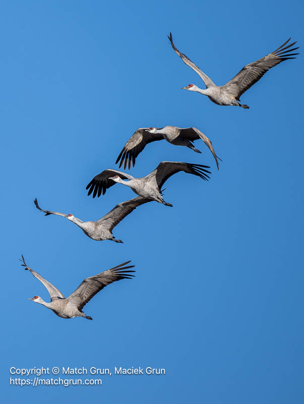 3340-0064-Five-Sandhill-Cranes-Stacked-In-Flight-Monte-Vista