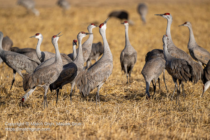 3341-0042-Sandhill-Cranes-Calling-No-1-Monte-Vista