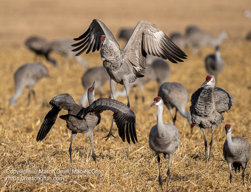3341-0053-Sandhill-Crane-Dance-No-2-Monte-Vista
