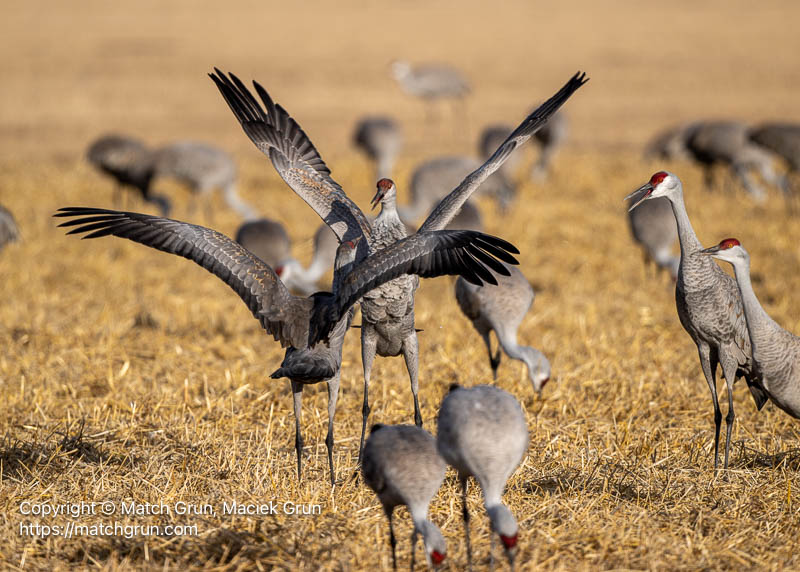 3341-0061-Sandhill-Crane-Dance-No-3-Monte-Vista