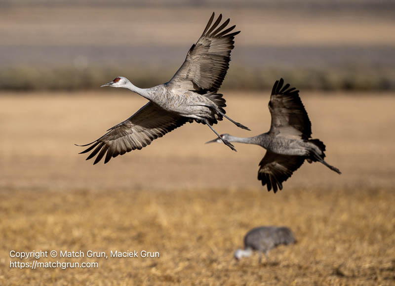 3341-0073-Sandhill-Crane-Pair-Arriving-At-Feeding-Ground