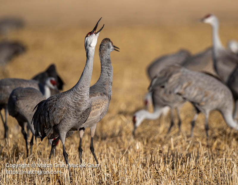 3341-0093-Sandhill-Cranes-Calling-No-2-Monte-Vista
