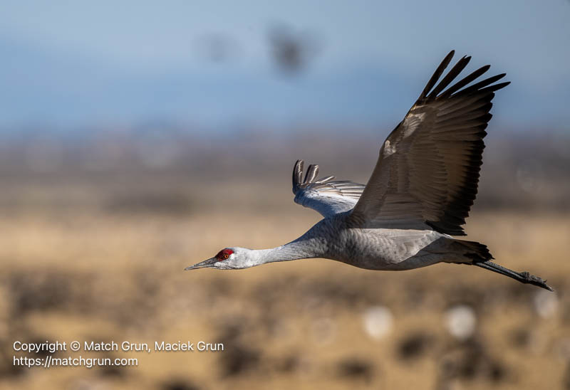 3341-0135-Single-Sandhill-Crane-Coming-In-To-Land