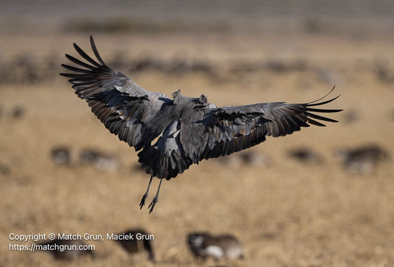 3341-0210-Sandhill-Crane-Landing-Ruffled-Feathers-Monte-Vista