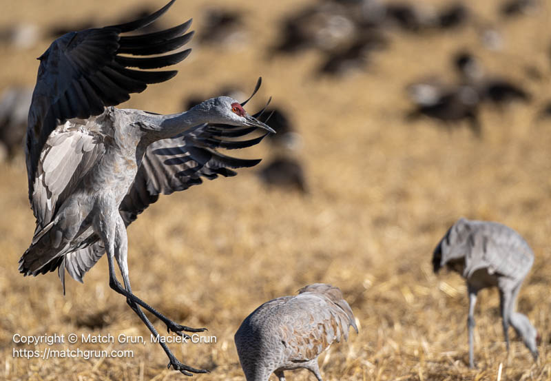 3341-0250-Sandhill-Crane-Landing-Monte-Vista