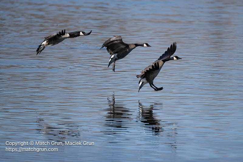 3341-0264-Canada-Geese-Water-Landing-Home-Lake