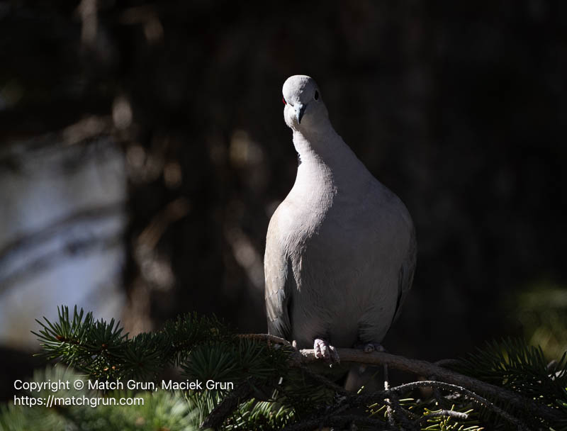 3341-0277-Eurasian-Collared-Dove-Monte-Vista