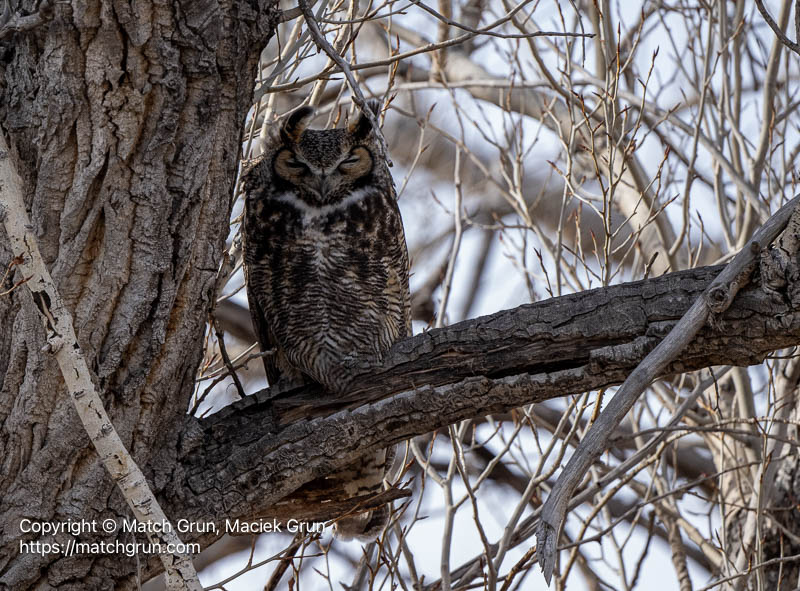 3341-0300-Great-Horned-Owl-No-1-Standing-Guard-Monte-Vista
