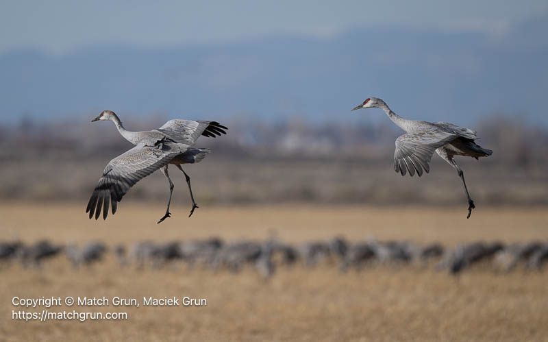 3341-0360-Sandhill-Crane-Pair-Landing-Gear-Down-Monte-Vista