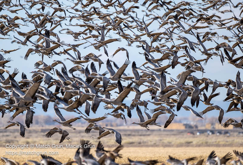 3341-0440-Sandhill-Cranes-Taking-Flight-Monte-Vista