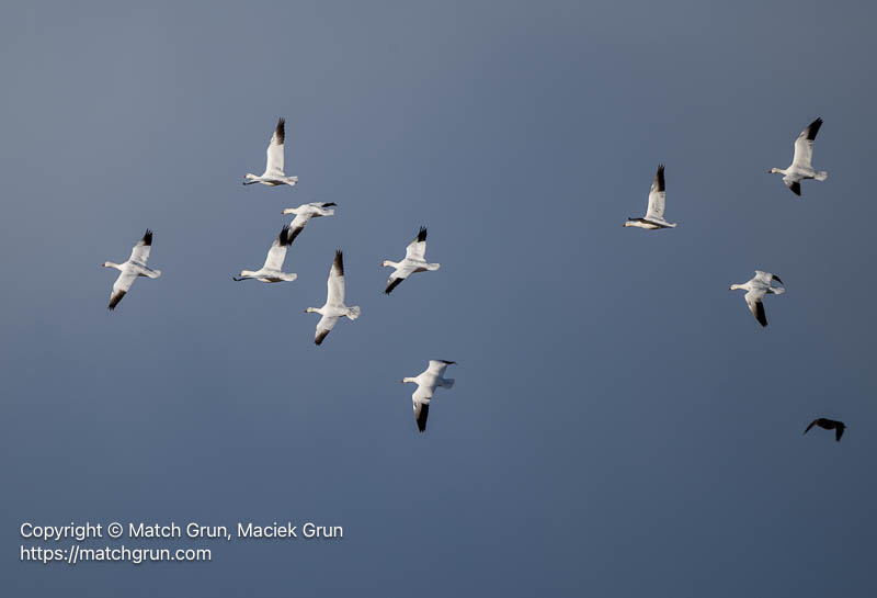 3341-0490-Snow-Geese-In-Flight-Monte-Vista