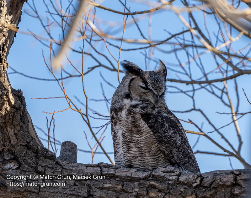 3341-0510-Great-Horned-Owl-Perched-Close-By-Monte-Vista-No-1